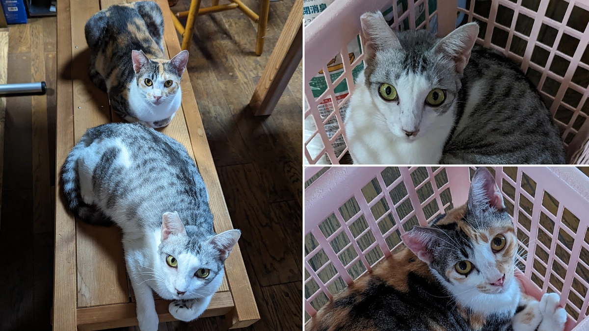 里親の杉山ご夫妻より応援メッセージをいただきました！