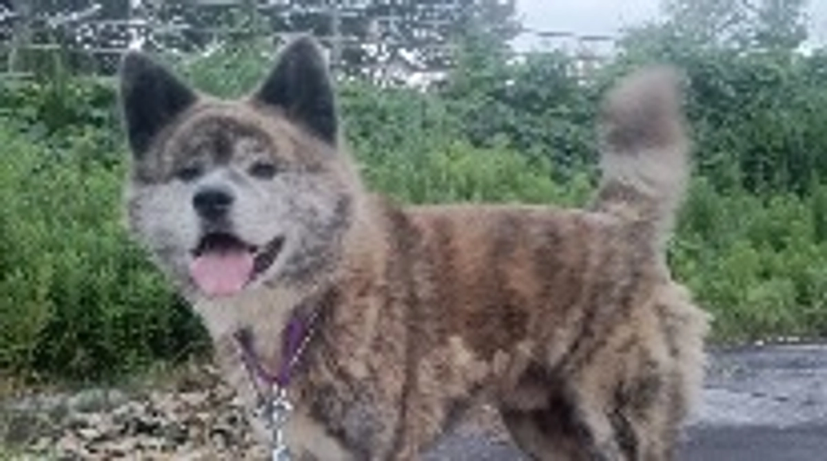 新しい家族募集「予定」の子の紹介を。