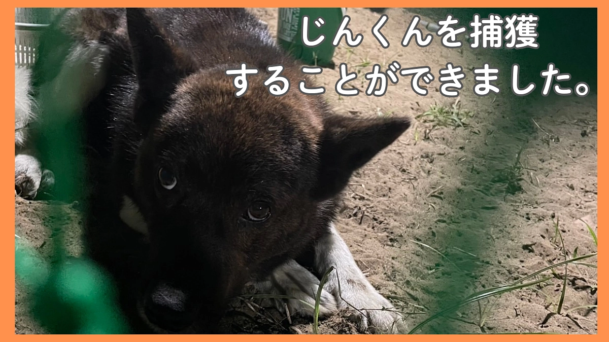 じんくん捕獲する事ができました。