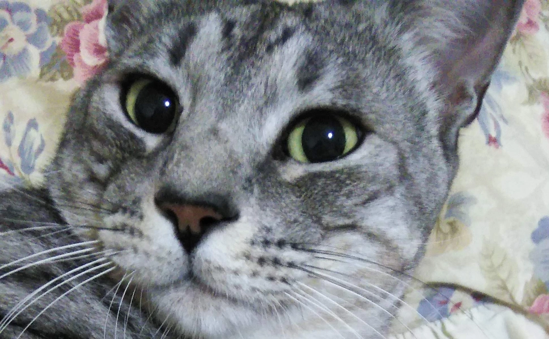 感謝のメールとルーチェの写真５枚