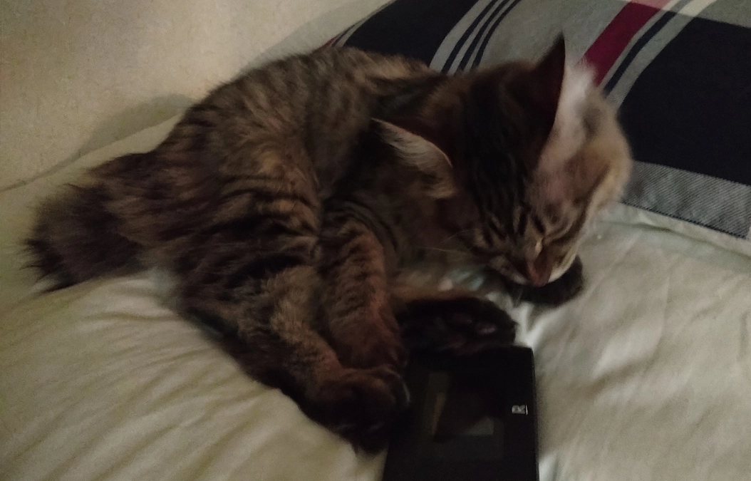 FIP確定の為の検査