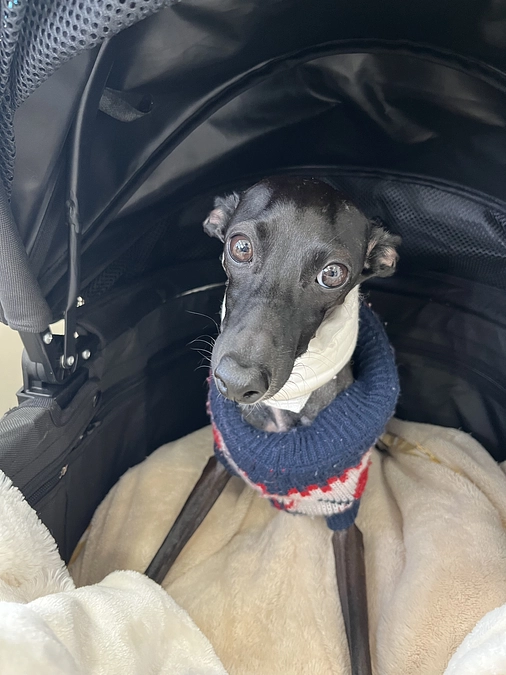 術後のティアラ✨のカート生活①