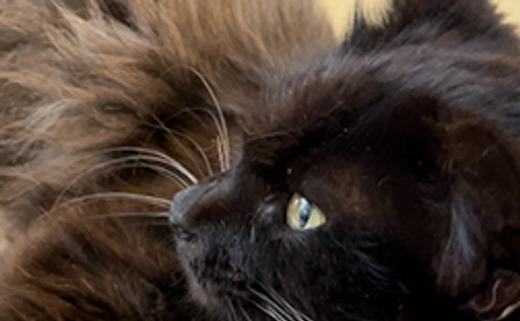 1千円コース｜お礼メール