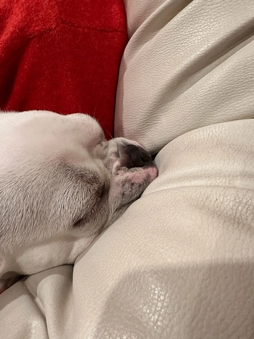 昨日は手術でした