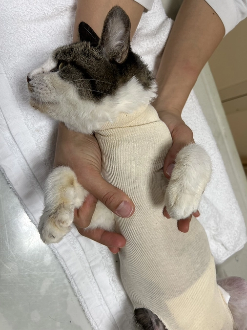 保護猫ふみふみサポーター募集！｜「みんなの居場所」を守り抜くために