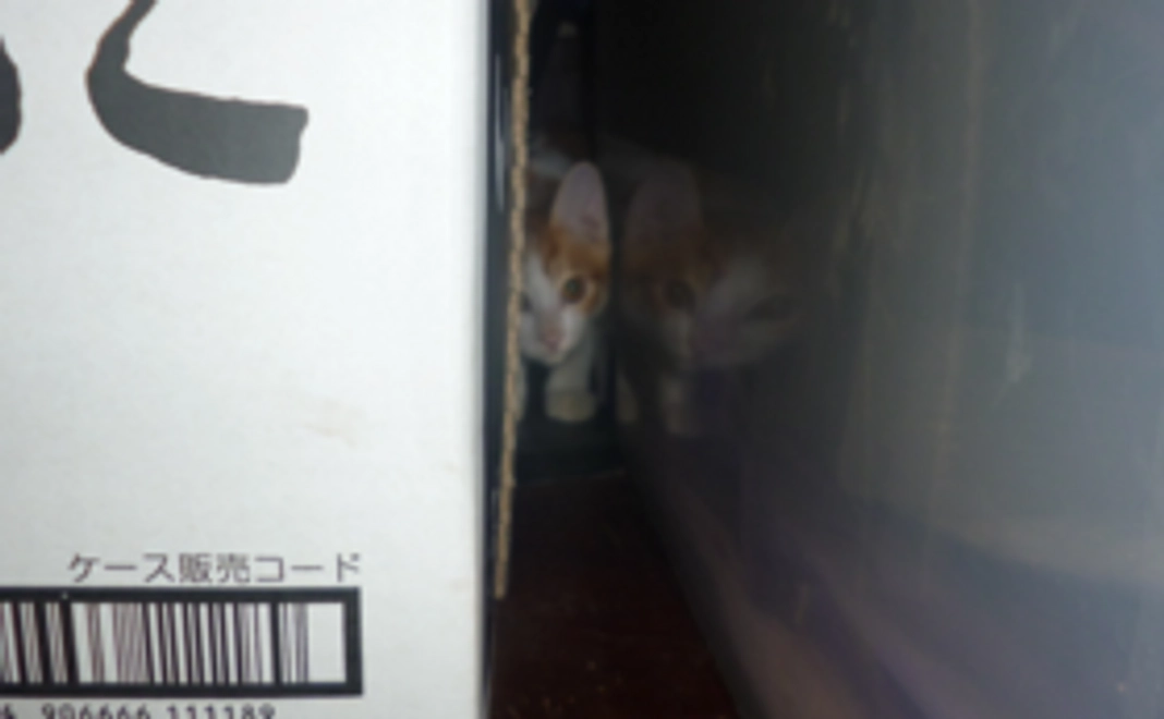 活動報告、御礼のメール