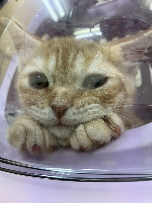 今日は診察へ病院に