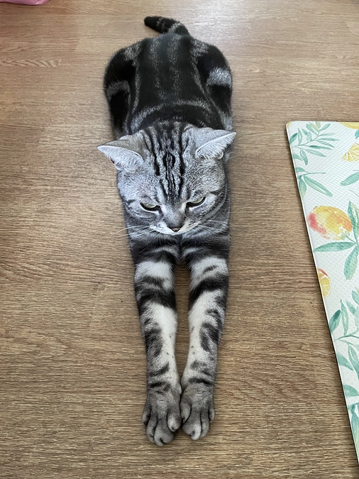 本日の銀時(投薬54日目)