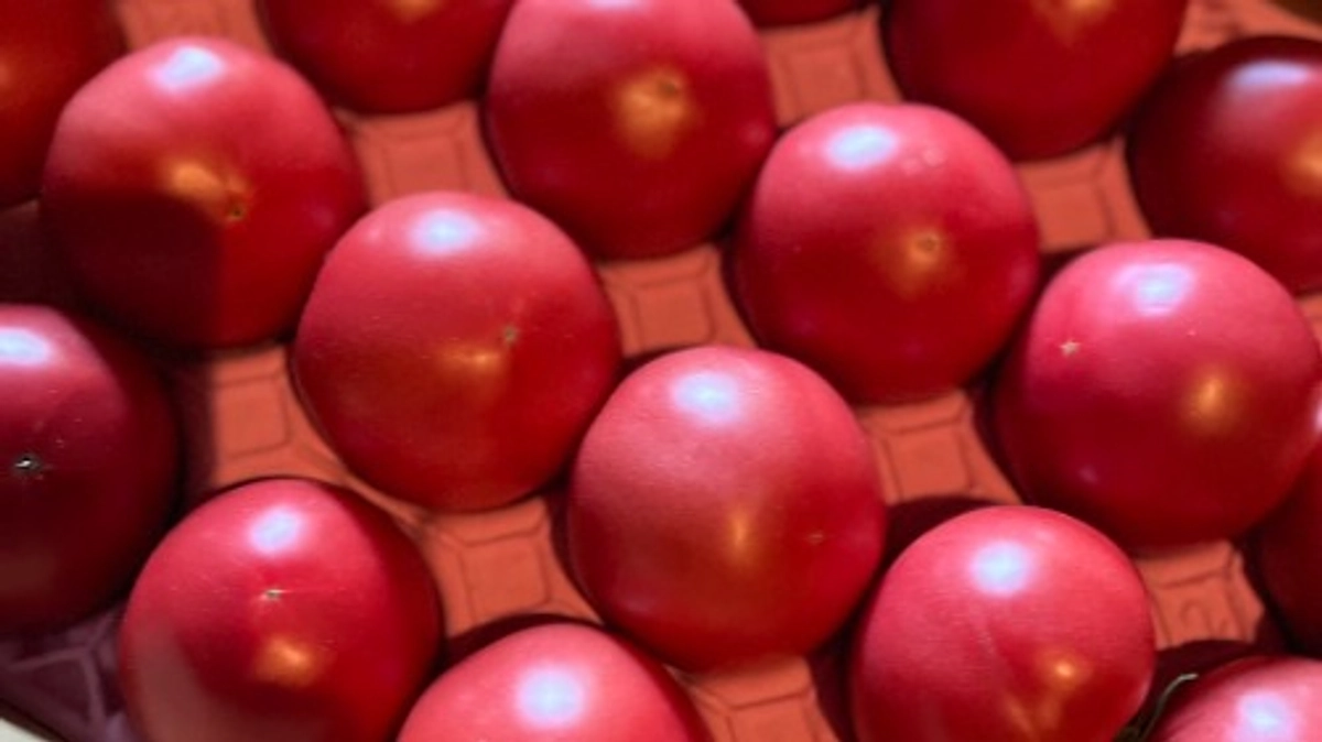 栩木ファームより返礼品のトマト🍅ついて