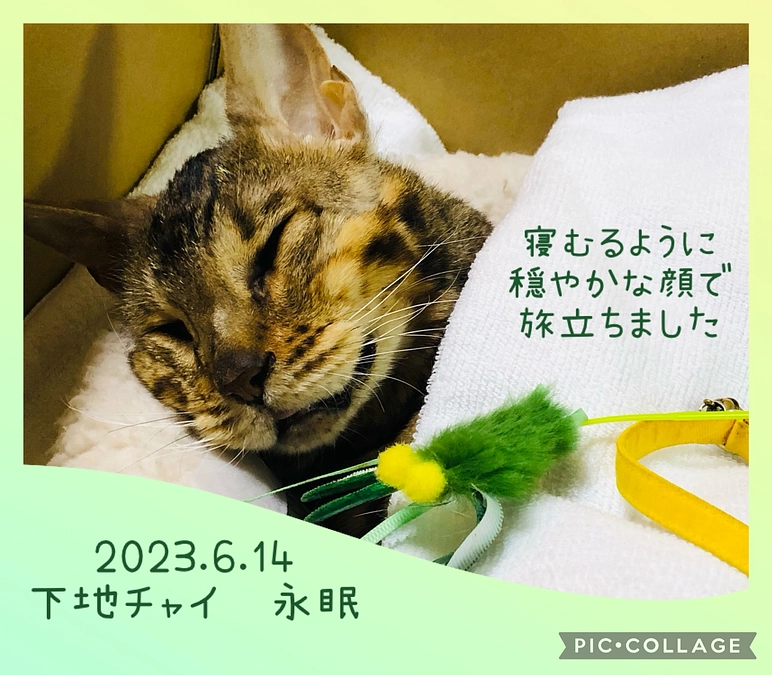 チャイが旅立ちました