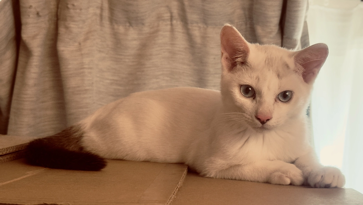 シンバの食欲完全復活！