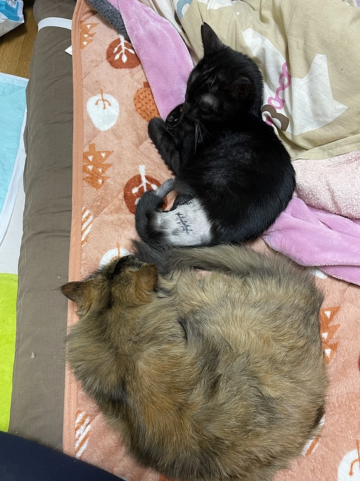 今日のダンくん