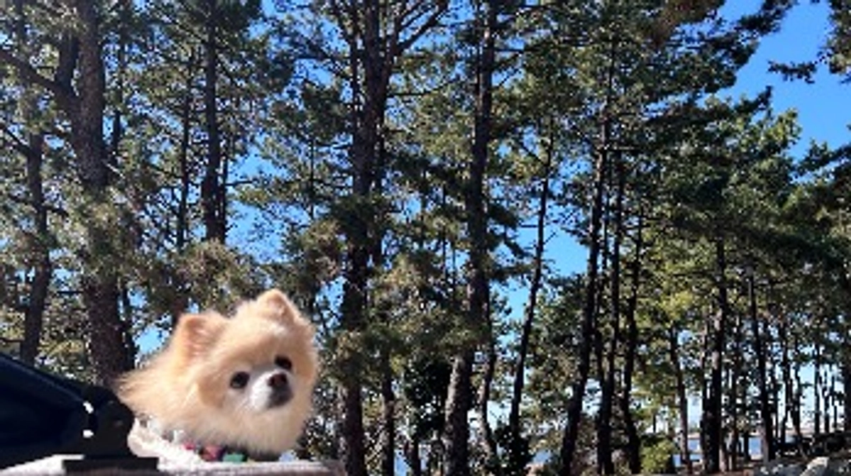 13/59 ☆ ぽかぽかピクニック