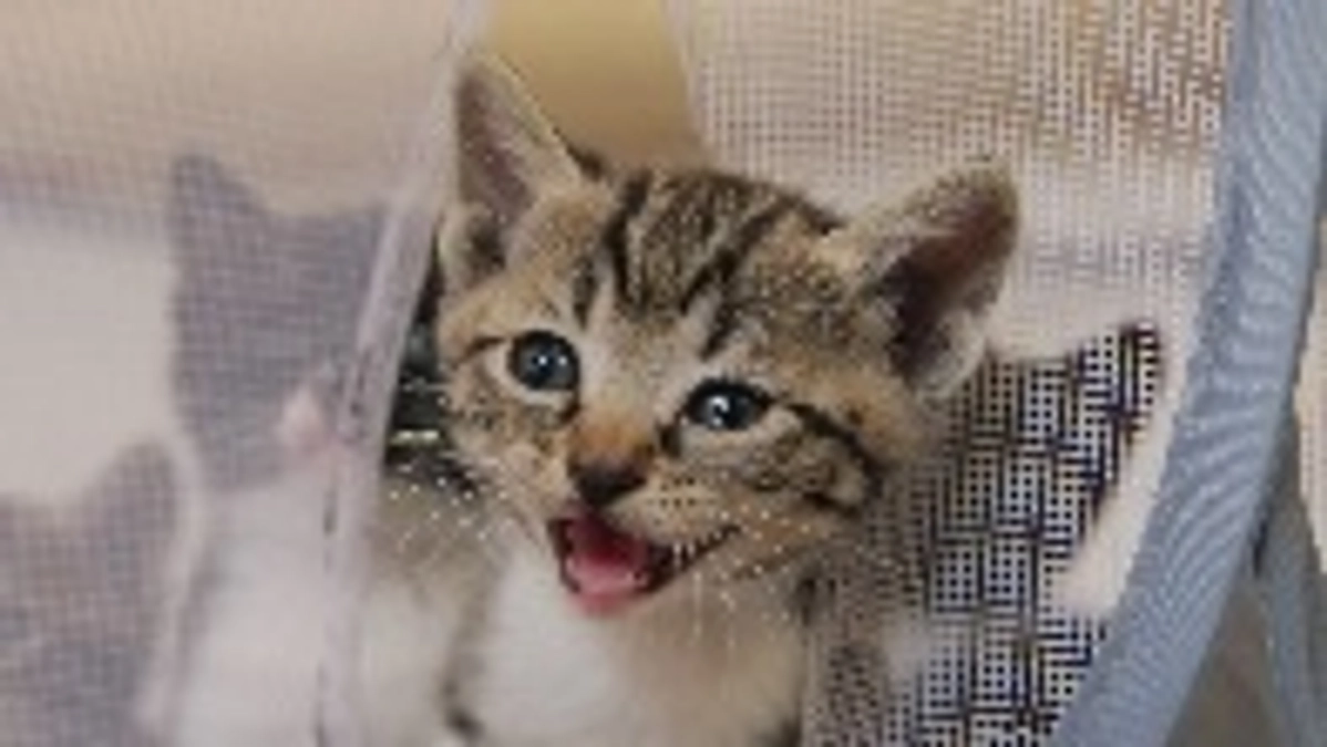 15匹の猫の話４ あめだま