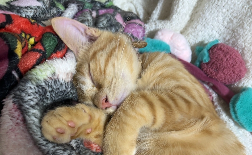 チロミル応援リターン不要3