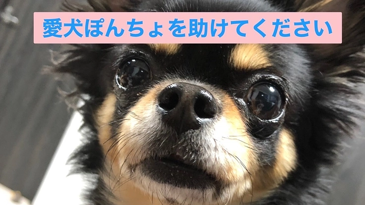 ぽんちょを助けてください。僧帽弁閉鎖不全で限界が近づいています