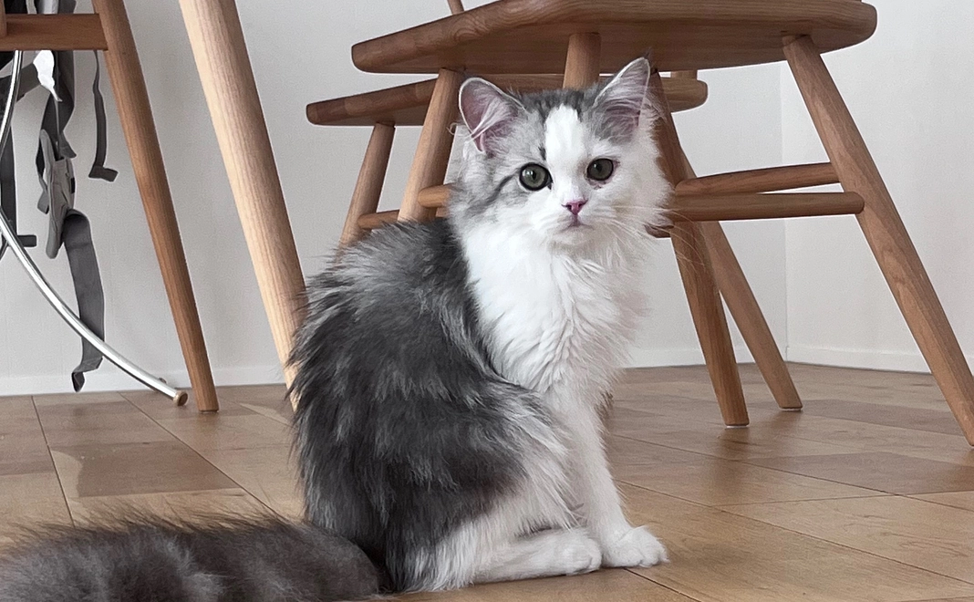 ４　ぽちゃのために　リターン不要