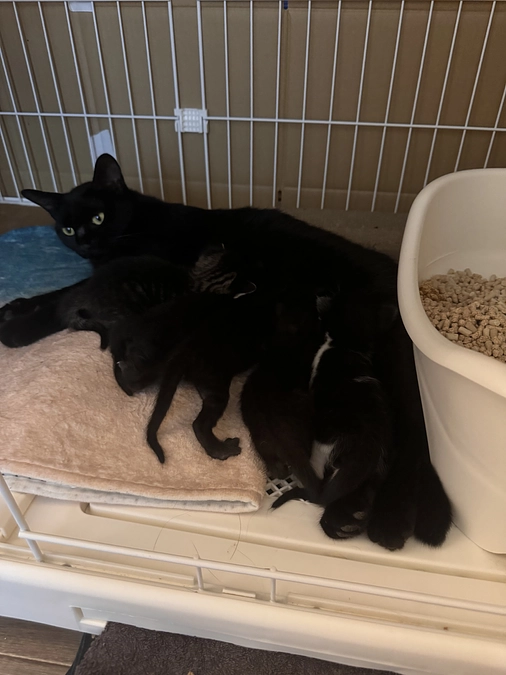 母猫のケアと皆様の温かさに感謝の気持ち