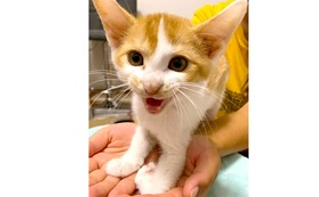 リターン不要でチャイを応援！1000円プラン