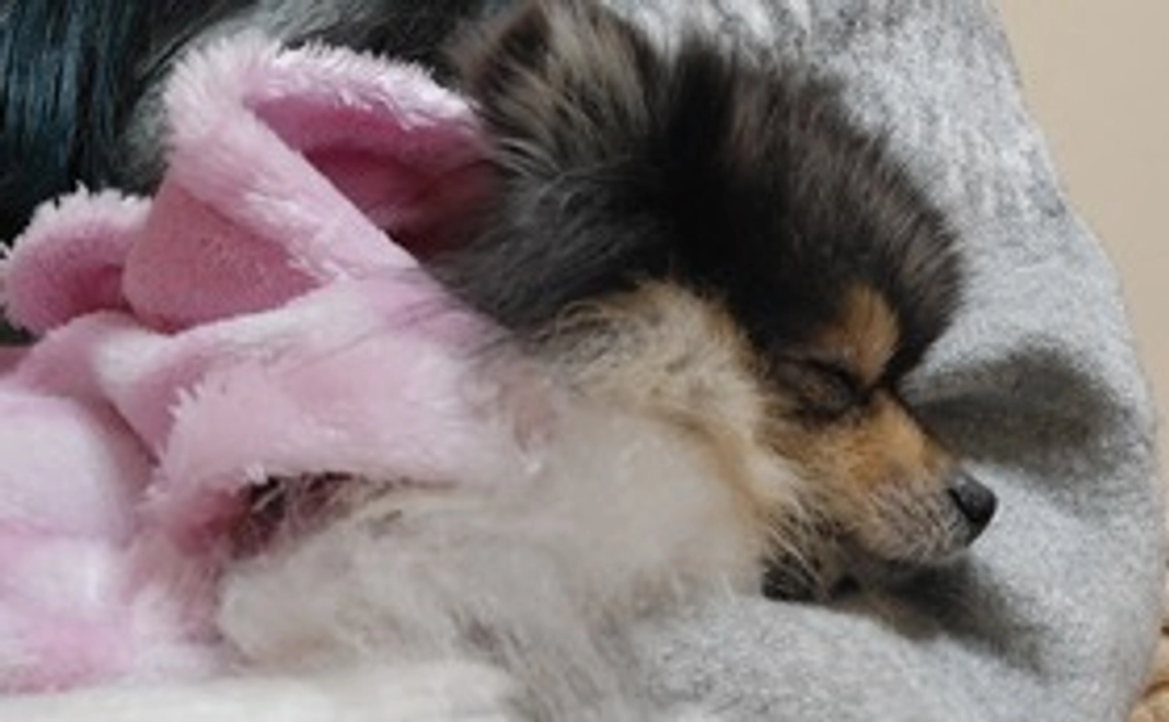 ティアラへのご支援よろしくお願いします1