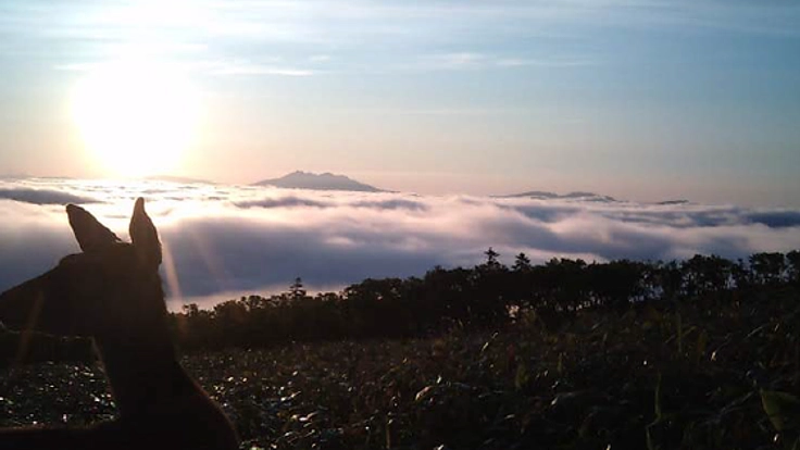 エゾシカと共生のための「幸せなお肉」プロジェクト