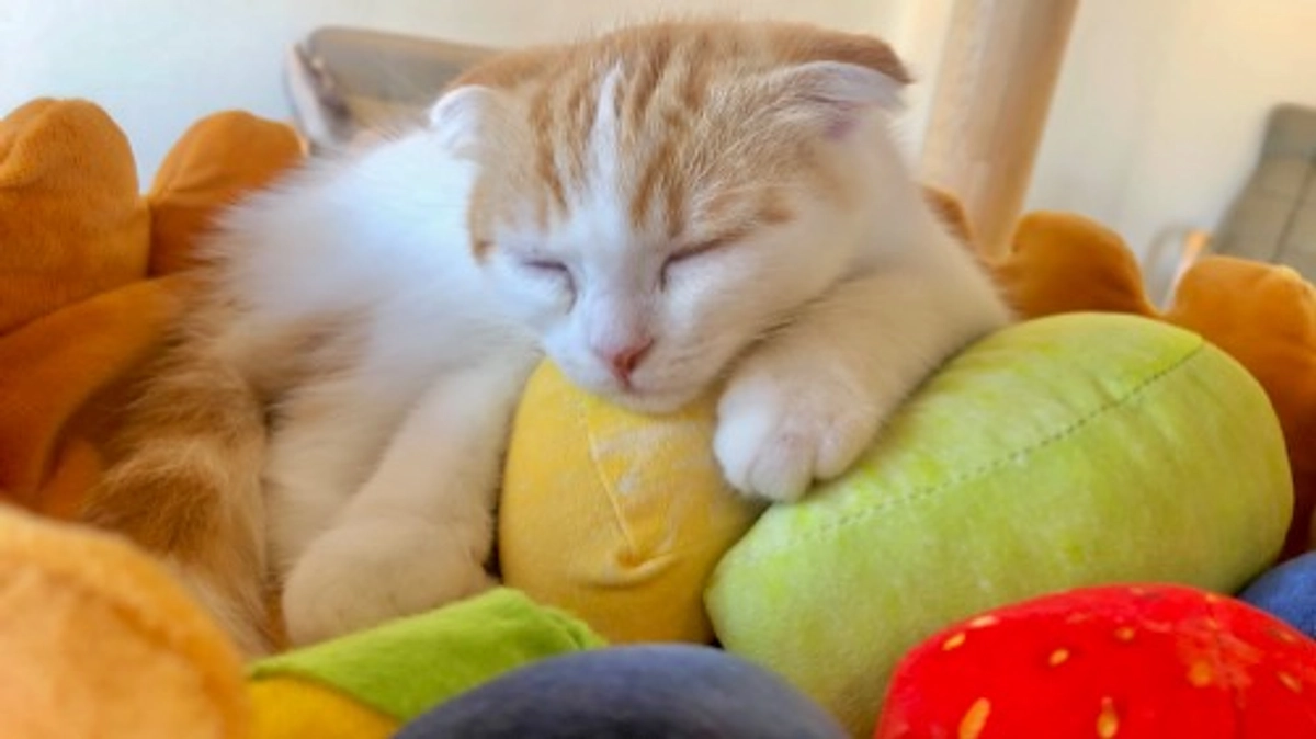 残り期間1ヶ月を切りました