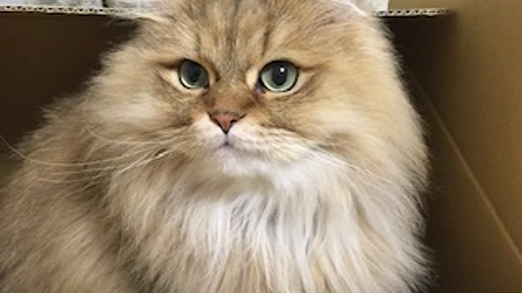 進行の早い癌で早急に高度治療が必要です。猫の茶々を助けてください！ 3枚目