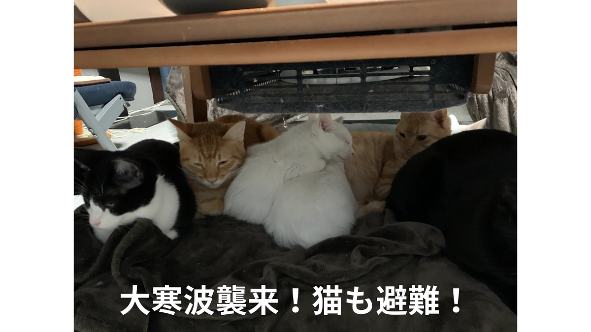 【60%突破！】大寒波襲来。そのとき、お外の猫たちは