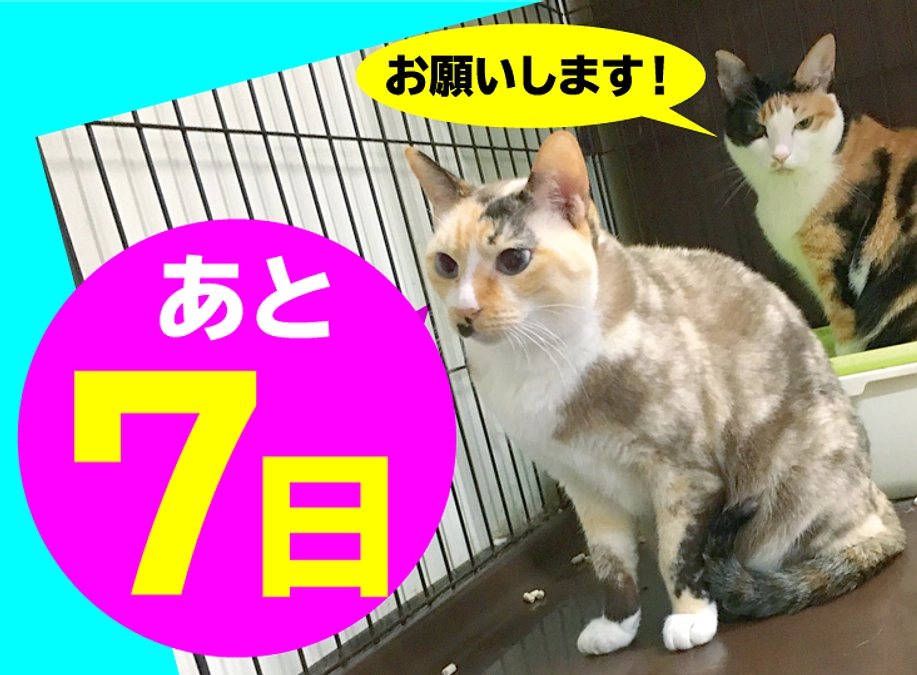 終了まで残り【7日】