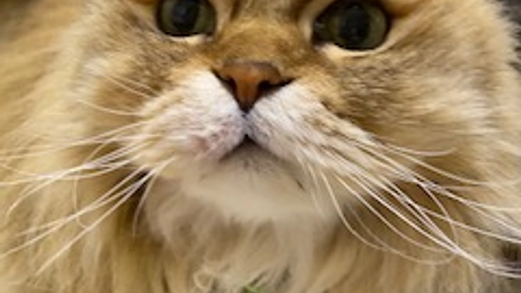 進行の早い癌で早急に高度治療が必要です。猫の茶々を助けてください！ 2枚目