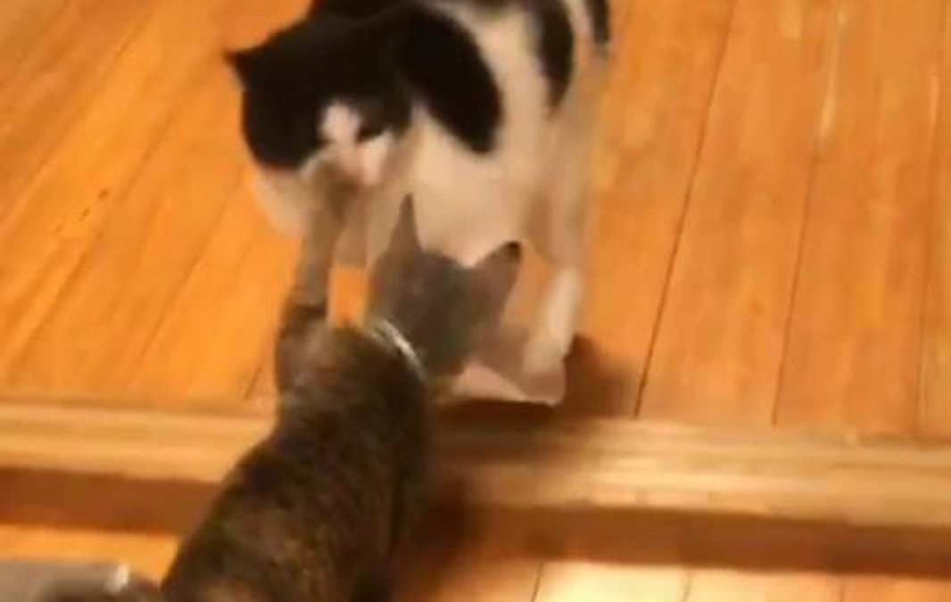 12月29日の元気な動画