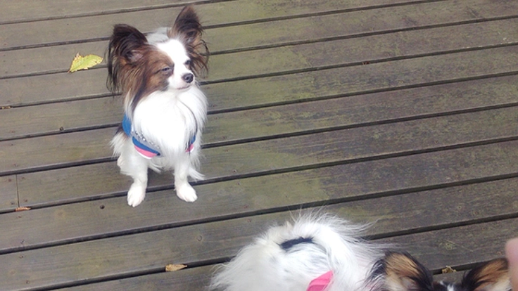 今年9月オープン！栃木那須にペット連れOKのテラス付きカフェ！