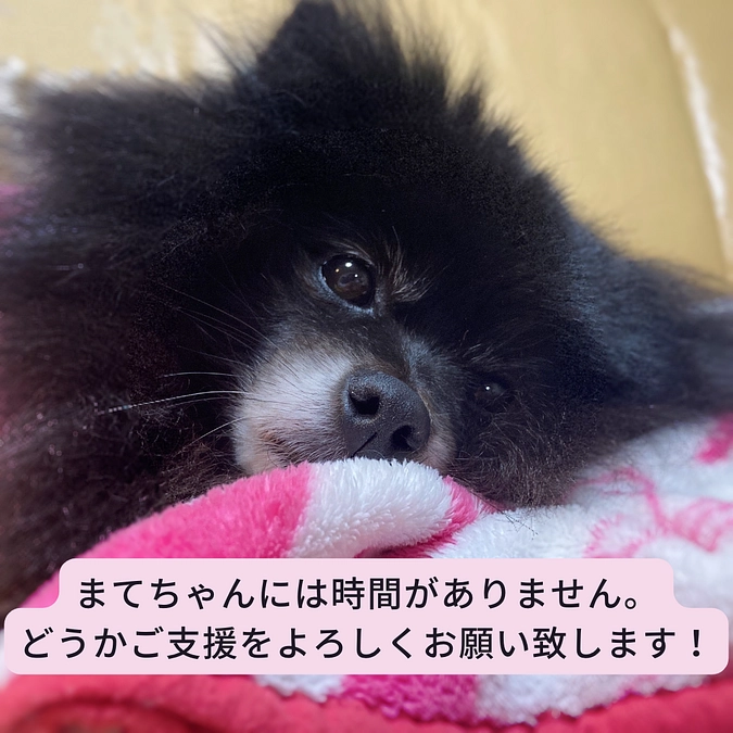 🙇‍♀️PayPay・銀行振込でのご支援について🙇‍♀️