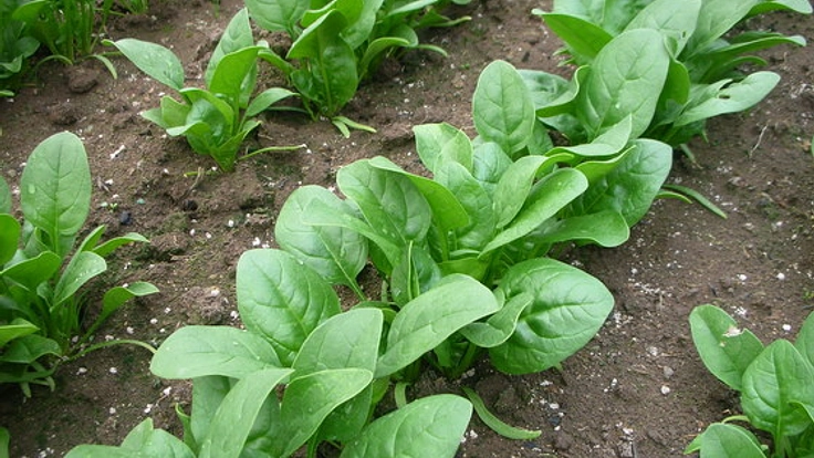 安心安全なオーガニック野菜を室内栽培するための設備を整えたい