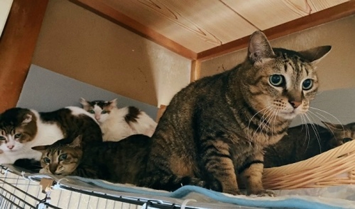 ★10頭以上の飼育は届け出が必要。保健所の飼育環境確認。