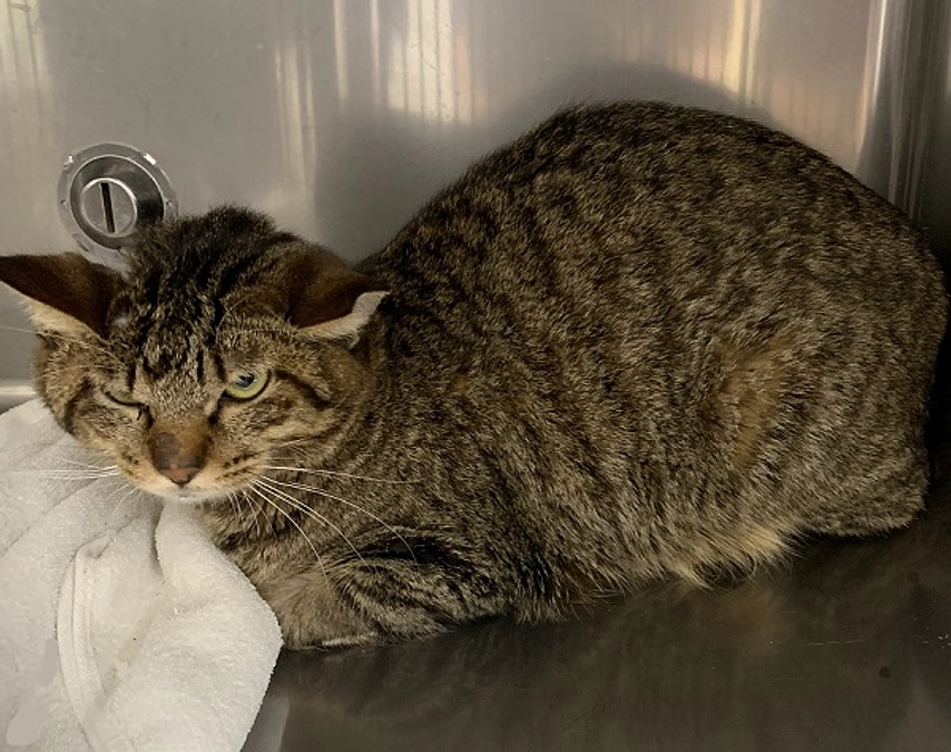 ★埼玉負傷猫すみれちゃん経過報告11月17日TNR日本動物福祉病院