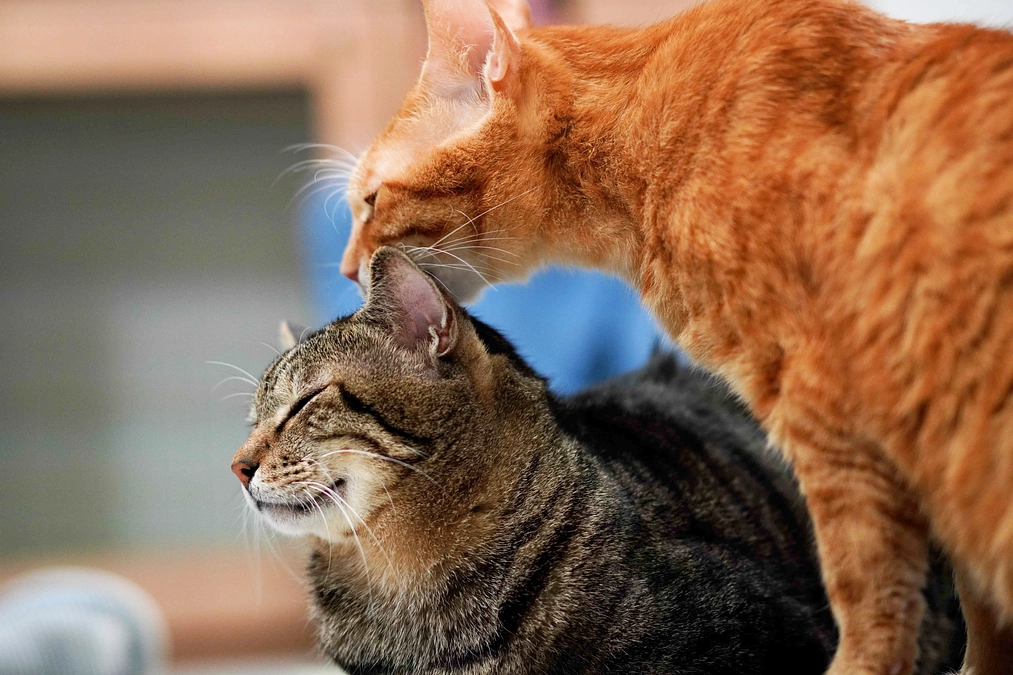 猫トイレ開発「秘？」話②