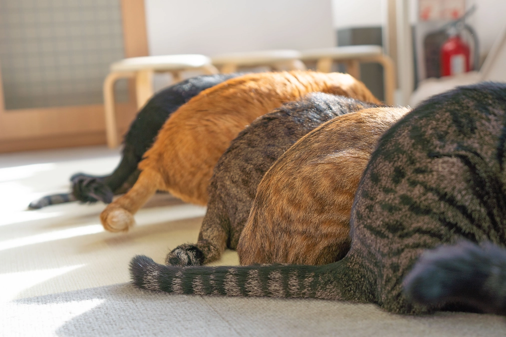 本日は2月22日 猫の日です！