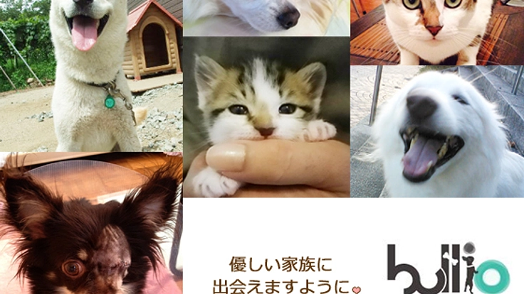 犬猫の殺処分数を減らす為、便利な機能を追加し情報発信します！