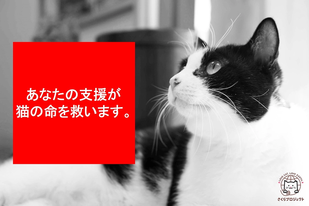さくらプロジェクト終了まで、残り1日です。