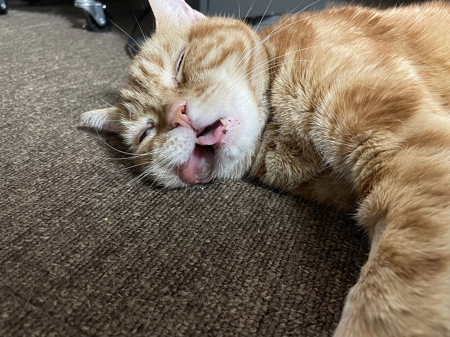 今日のあずきさん