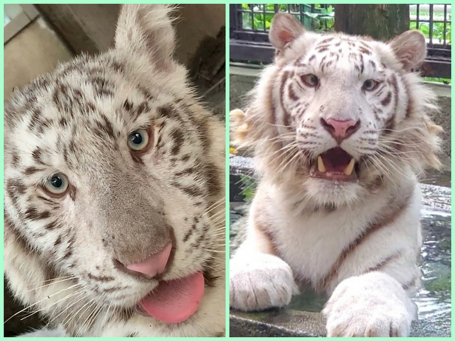 【＼緊急企画第２弾！／】ホワイトタイガーの「グーナ＆イーサン」へ誕生日プレゼントを！！