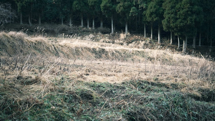 農地を活用し熊本県山都町のハーブティを作りたい！ 2枚目