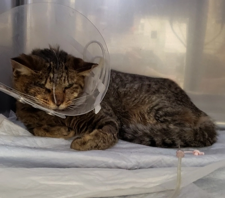 ★埼玉関沢負傷猫すみれちゃん　容態は好転