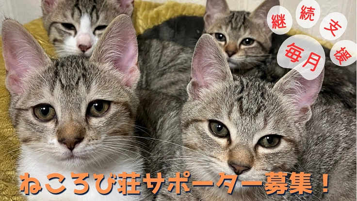 保護猫団体ねころび荘のサポーターを募集しています!