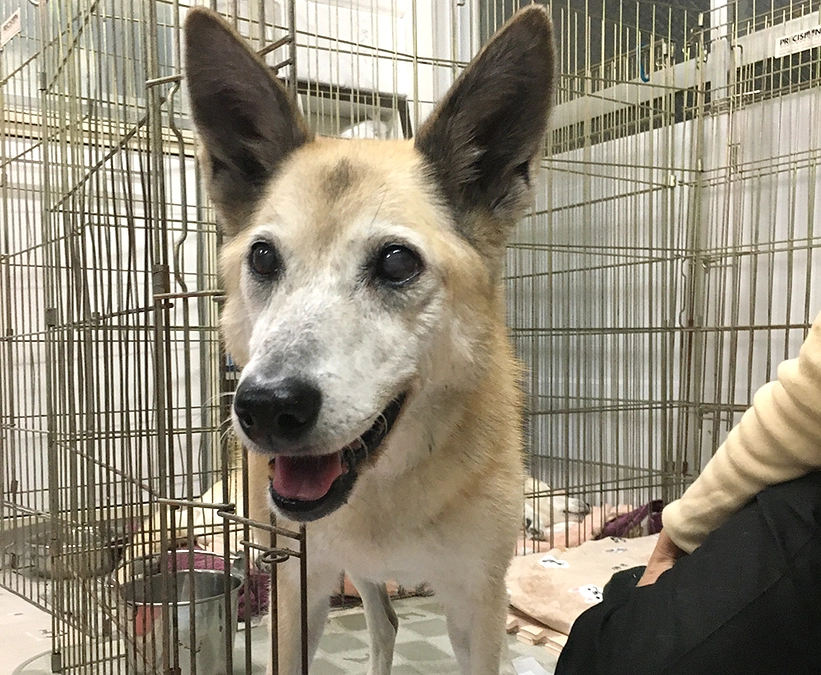 胃捻転だった保護犬チェリー　本文より