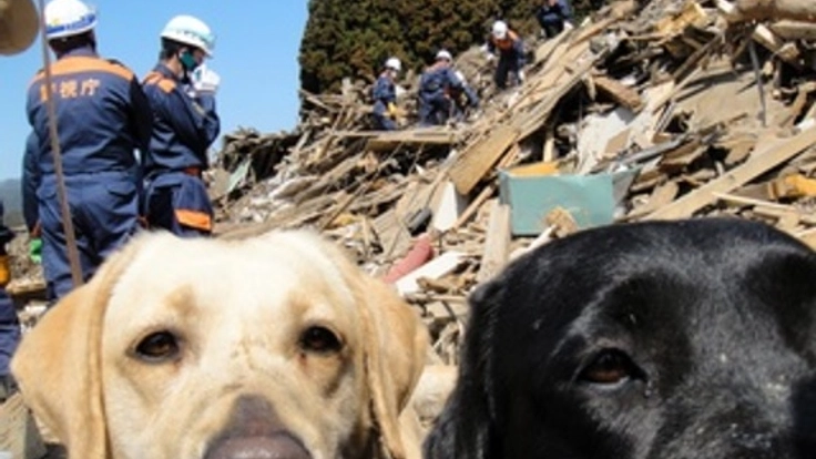 愛犬を災害救助犬・訪問活動犬にするための訓練場を整備したい！