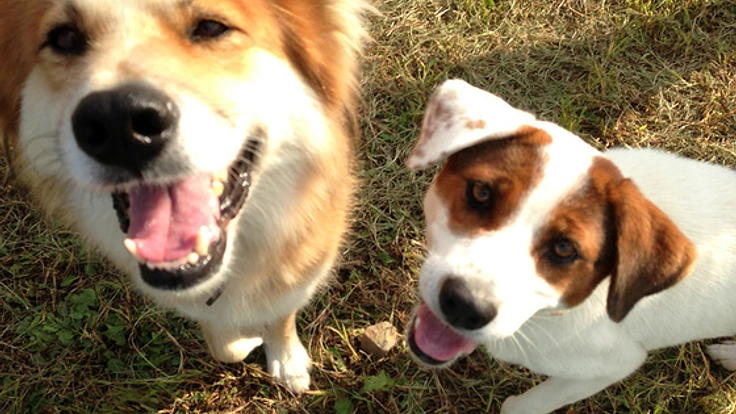 不登校の子どもに保護犬を通して他者との関わりを学ぶ講座を行う