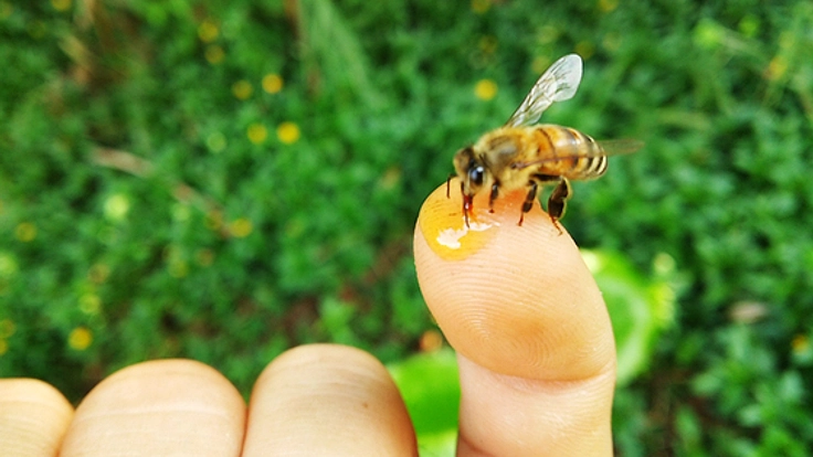 首里を花いっぱいに！ミツバチが運ぶ蜂蜜で新たな観光名物を！