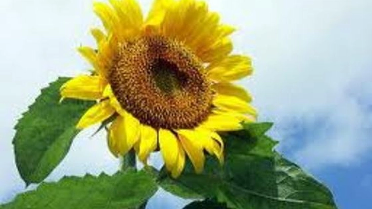 発達障害のこどもたちとわくわくする夏キャンプをしたい！